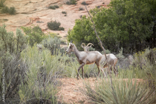 The Mountain Goats Family at Zion National Park having food on Evening