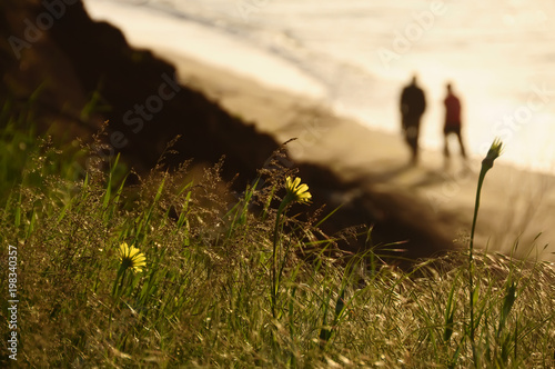 Yellow flowers and grass sparkling in the morning sunshine on a cliff near the sea. Blurred silhouette of a couple of people strolling by the sea in the background. 