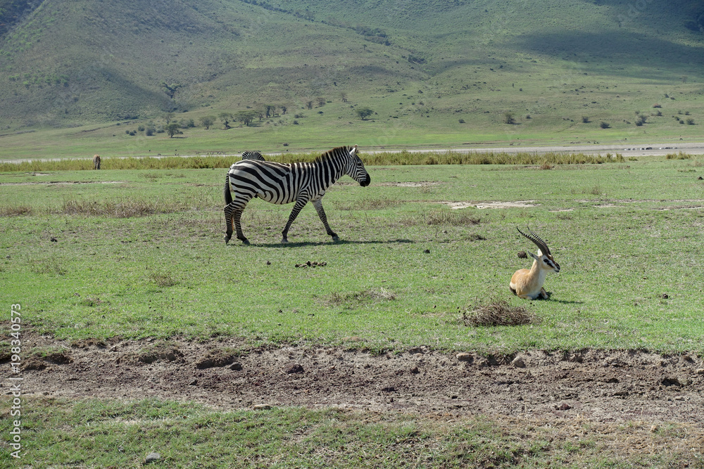Naklejka premium Zebra und Thomson-Gazelle im Ngorongoro-Krater, Tansania