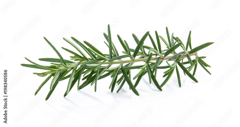 fresh rosemary isolated on white background fresh rosemary isolated on white background