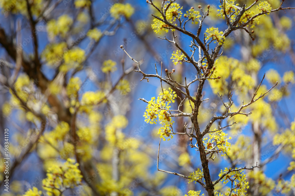 Scenery of Cornus officinalis flower festival in Gurye Scenery of Cornus officinalis flower festival in Gurye