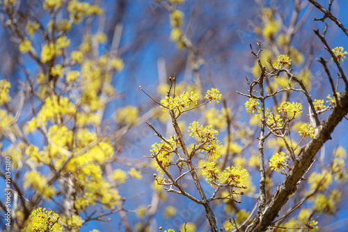 Scenery of Cornus officinalis flower festival in Gurye