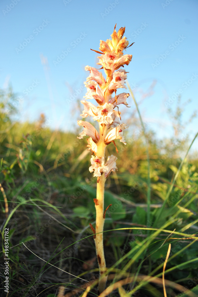Gymnadenia conopsea (fragrant orchid or marsh fragrant orchid from orchid family) on soft bokeh grass and blue sky background Gymnadenia conopsea (fragrant orchid or marsh fragrant orchid from orchid family) on soft bokeh grass and blue sky background