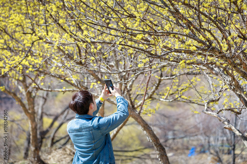 Man taking Cornus officinalis flower pictures © yooranpark