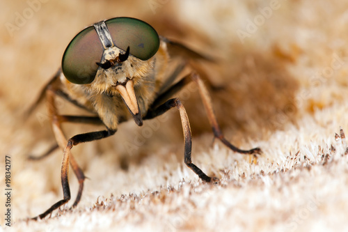 Horsefly with big eyes