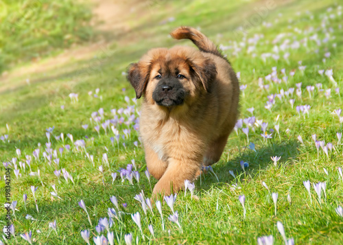 Tibetan Mastiff (Do Khyi) puppy running over a spring crocus meadow photo