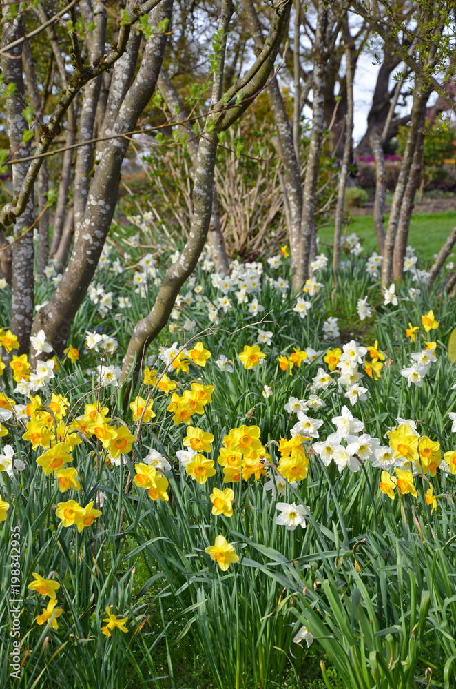 Spring daffodil garden and trees