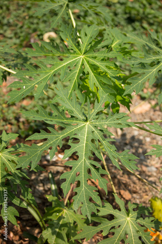 Green leaf of Young papaya tree