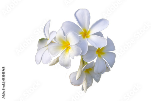 Cut off photo of white and yellow flower isolated on white. © HADAPI