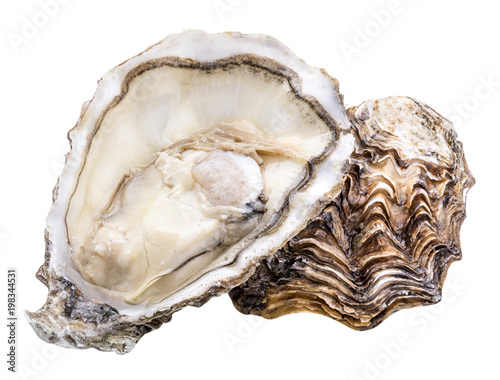 Fresh oyster isolated with shadow. Clipping path.