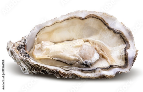 Fresh oyster isolated with shadow. Clipping path.