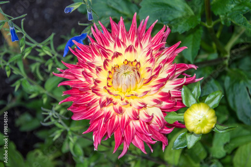 Fototapeta Naklejka Na Ścianę i Meble -  flower red and yellow dahlia 