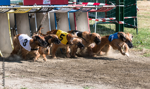 Greyhound, afghan hound at the racing start