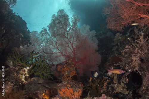 Coral garden near Misool, West Papua, Indonesia