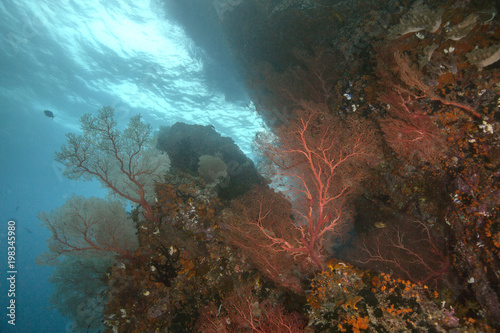 Coral garden near Misool, West Papua, Indonesia