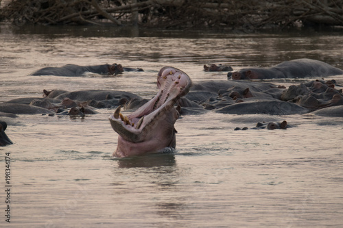 Hippo at Luangwa River