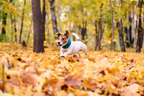Dog with cozy scarf running through heap of colorful autumn leaves