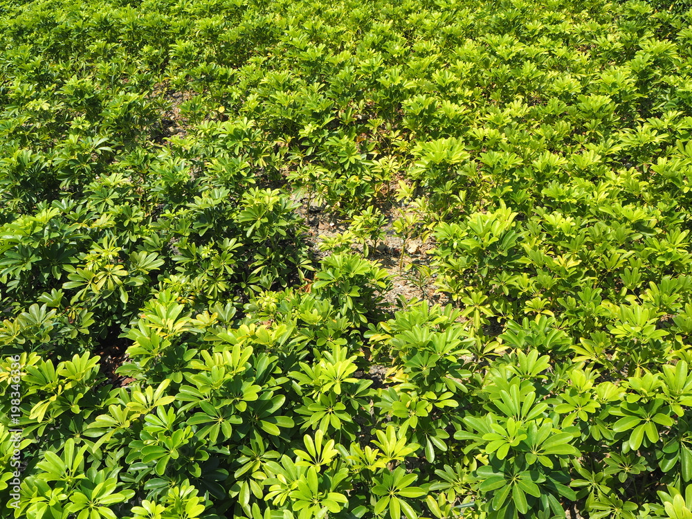 Obraz premium grass in the garden