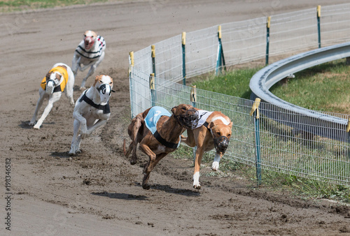 Greyhounds at racing