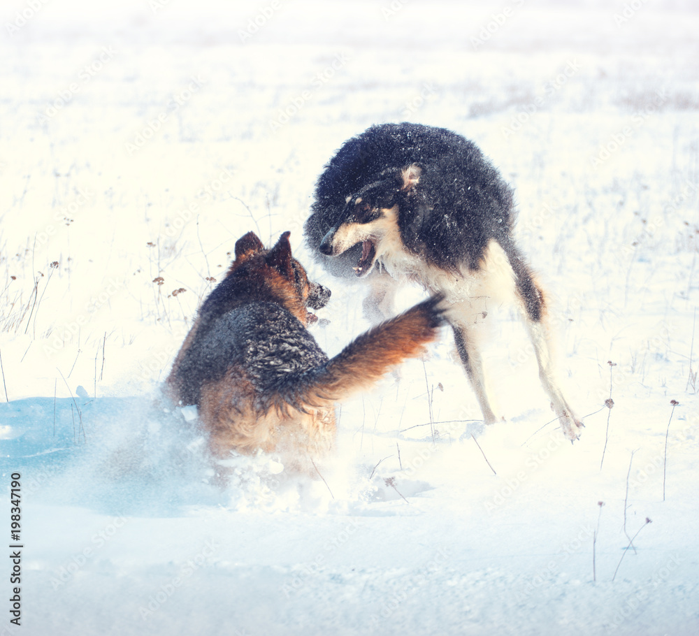 German shepherd and black with white Russian borzoi game in the snow on  winter background Stock Photo | Adobe Stock