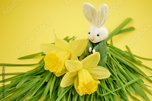 Fototapeta Naklejka Na Ścianę i Meble -  Daffodils with a Bunny stock images. Yellow daffodils with Easter bunny. Easter decoration on a yellow background. Spring decoration images