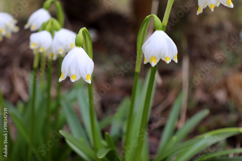 Nature background.Beautiful leucojum vernum flowers on the first spring day. This flower indicates that spring season is coming. It is typical for this time of the year. Blurred background. © avoferten