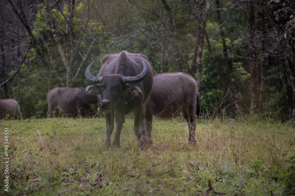Close up of Water buffalos (Thai domestic animal) eating plants in the meadow in Chiangmai province,Thailand Close up of Water buffalos (Thai domestic animal) eating plants in the meadow in Chiangmai province,Thailand