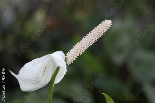 White flower, Flower of Aglaonema cochinchinense tree  photo