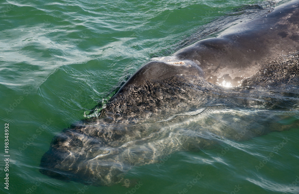 Naklejka premium Ojo de Liebre Lagoon, Baja California Sur state of Mexico, important habitat for the reproduction and wintering of the gray whale