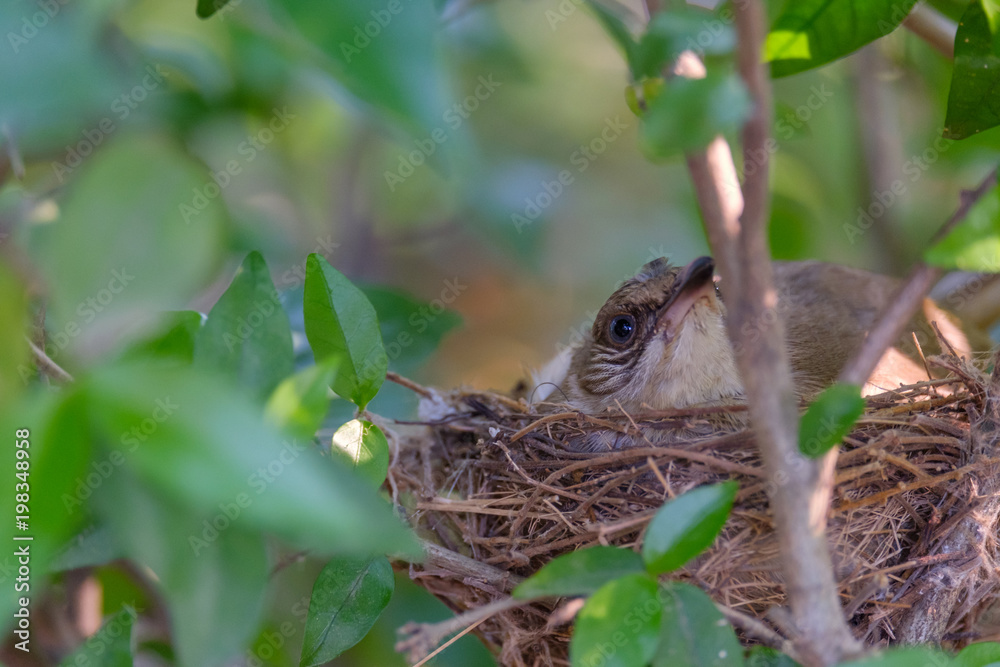 Mother bird take care her eggs in the nest