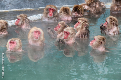 Close up  activities of Snow monkeys in Hakodate  (Japanese macaque) relaxing  in a hot spring pool (onsen) ,Hakodate ,Japan.
