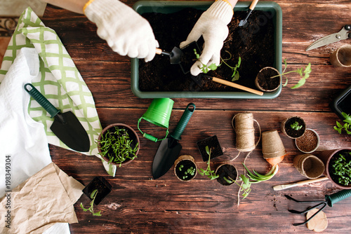 Female hands planting seedlings at home holding garden tools. Hands of girls and little sprouts. Gardening. Flat lay