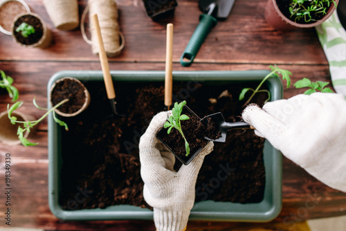 Female hands planting seedlings at home holding garden tools. Hands of girls and little sprouts. Gardening. Flat lay