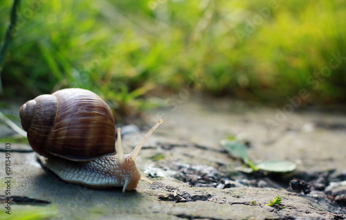 Big snail in shell crawling on road