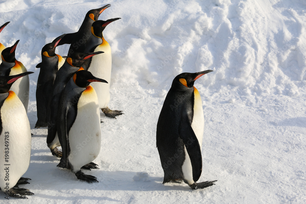 Fototapeta premium King penguins walking on the snow in Asahikawa prefecture,Hokkaido,Japan.