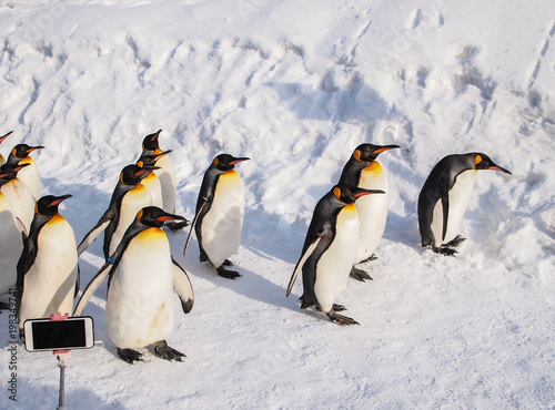 Group of King penguins walking on the snow with smart phone at winter in Hokkaido Japan.