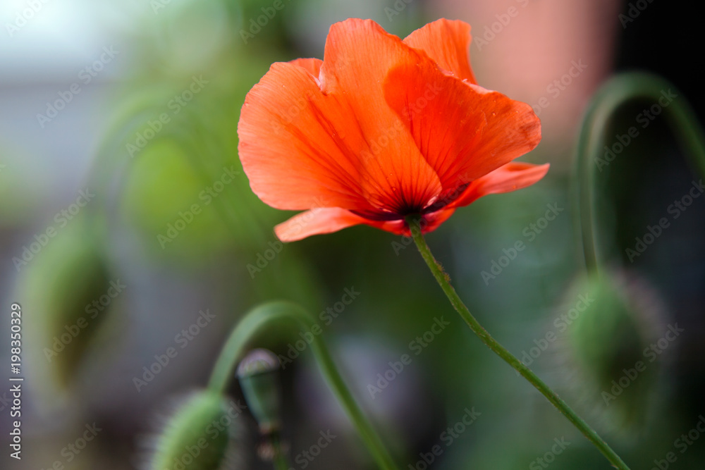 Fototapeta premium klaproos