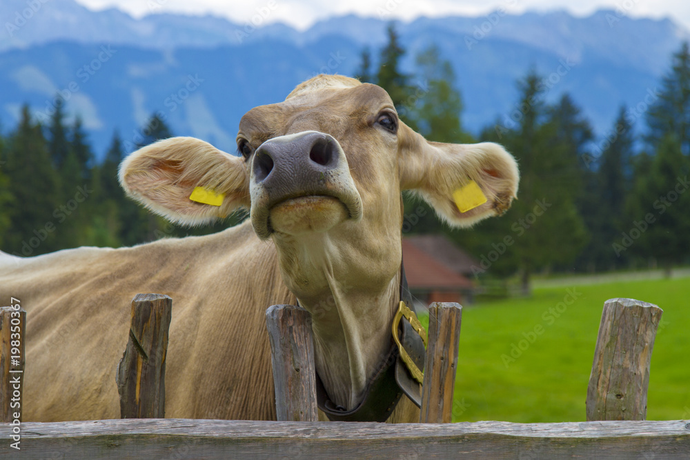 Wunschmotiv: Kuh - Allgäu - lustig - süß - niedlich - witzig - Alpe - Berge #198350367