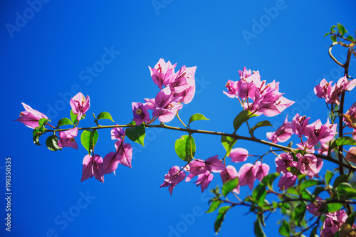 pink flowers with green leaves on sky background © Sandra