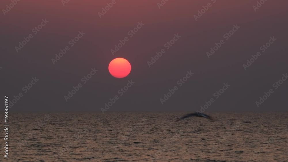 One seagull flies on background of rising sun disk over sea during sunset or dawn One seagull flies on background of rising sun disk over sea during sunset or dawn