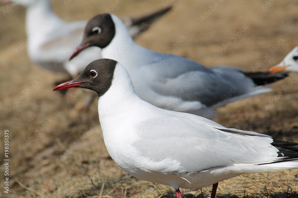 Black-headed gull (Chroicocephalus ridibundus) in adult summer plumage Black-headed gull (Chroicocephalus ridibundus) in adult summer plumage