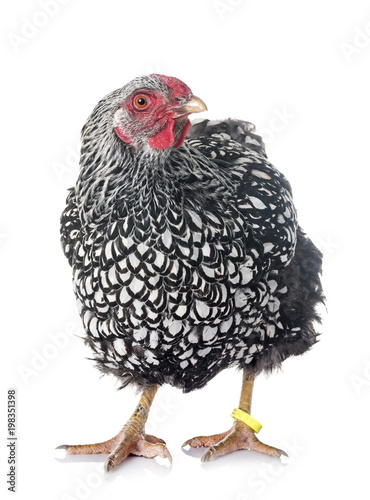 silver-laced Wyandotte chicken photo