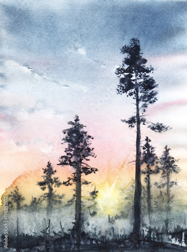 Silhouettes of age-old pines, Through the trunks can see the setting sun. Gradient of the sky from gray-blue to orange. Fog grows in the forest. Hand drawn on a wet paper real watercolor illustration.