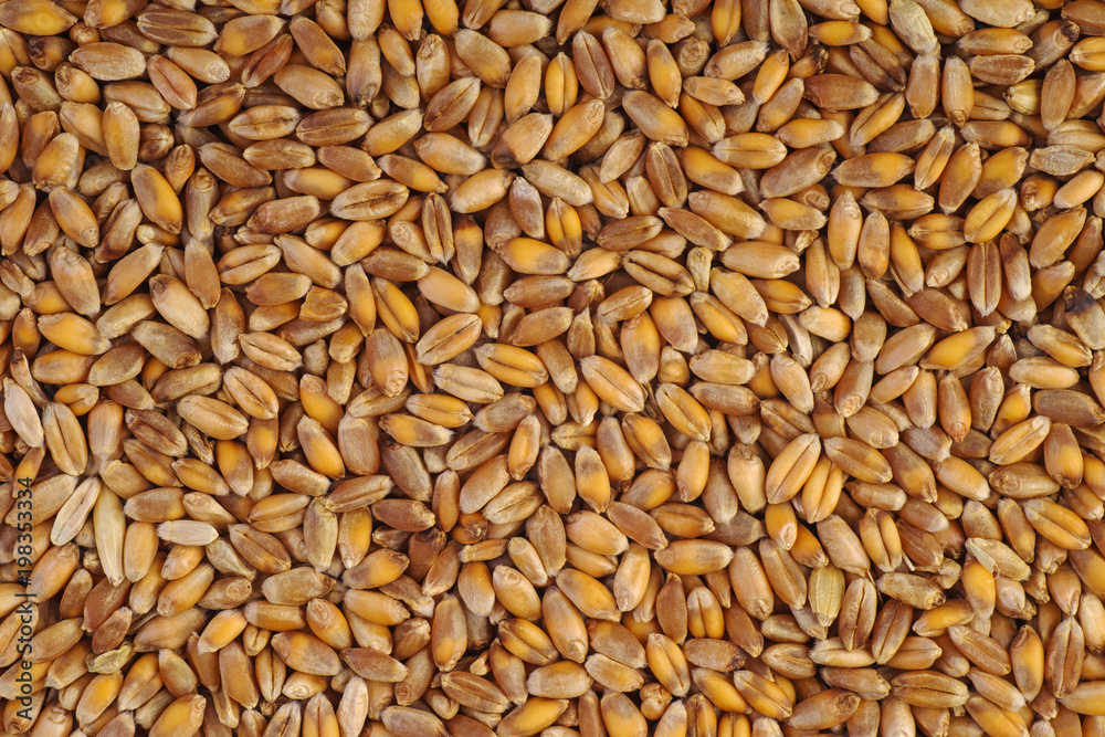 Barley grain Barley grain