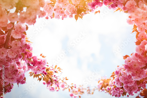 Spring background with flowering Japanese oriental cherry sakura blossom, pink buds with soft sunlight against the sky, soft focus, with space for text and postcards in form of heart © tavrox