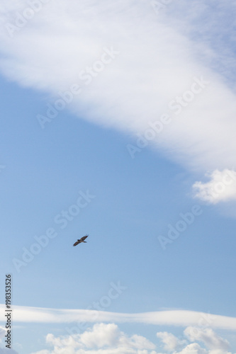 The bird flies in the blue spring sky with white fluffy clouds