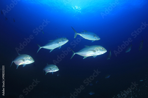 Trevally fish underwater