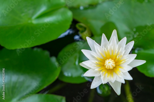 White lotus flower in the tub