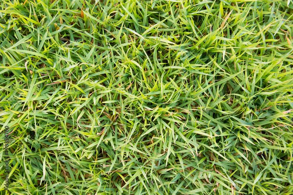 green grass texture natural background green grass texture natural background
