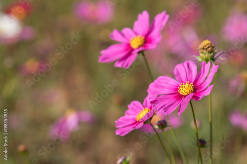 Cosmos flower in garden.